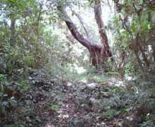 gusukumichi.com Shiohira