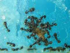 geocities.jp Shippai