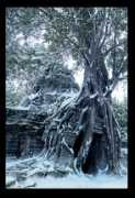 mattepainting.org Shiraj