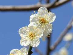botanic.jp Shiratama