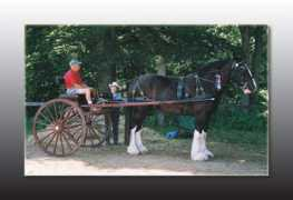 easternctdrafthorse.com Shires
