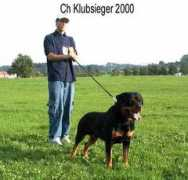 importrottweilers.com Shirkan