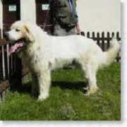 weissepfoten.de Shirkan