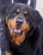 4theloveofdog.org Shirnel