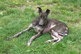 orchardgreyhoundsanctuary.com Shiron