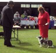 cwcorgi.com Shiwana