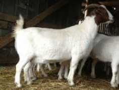 barecreekfarm.weebly.com Shogie