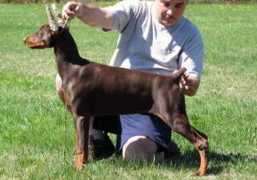 dobermann-review.com Shokolate
