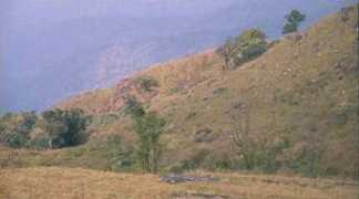 Sholas