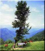 farhangsara.com Shomal
