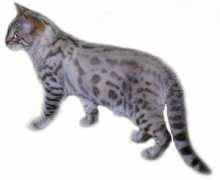exoticbengals.com Shomei