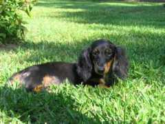 evanscreekdoxies.com Shooty