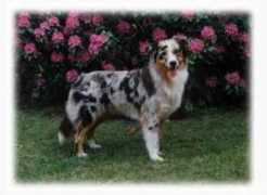 streamvalley-aussies.de Shorna