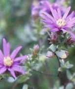 cicconifarms.com Shortii