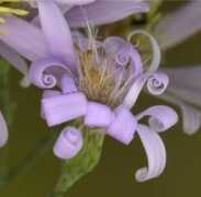 prairieworksinc.com Shortii