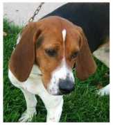 cchs-petshelter.org Shotzie