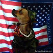 famouschihuahua.com Shotzie