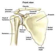 Shoulder