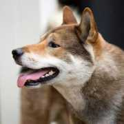 shikoku-ken.org Shousei
