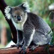 photodom.com Shparberg