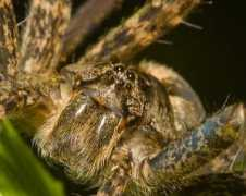 hongkiat.com Shpuntov