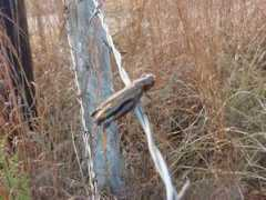 mysterypartners.com Shrike