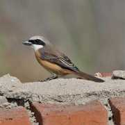 birdfinders.co.uk Shrike