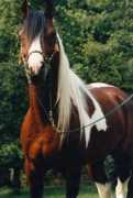 Shubani
