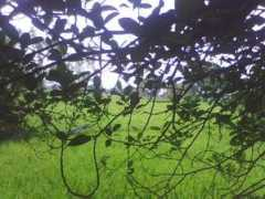 Shubhendru