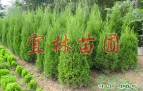Shugui