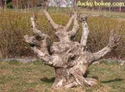 ilucky.bokee.com Shujing