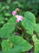 botanic.jp Shukai