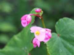 botanic.jp Shukai