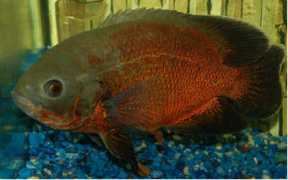 aqualandpetsplus.com Shukira