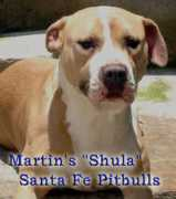 santafepitbulls.com Shuleta