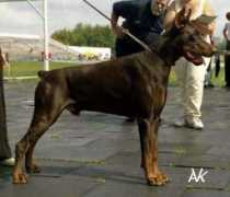 dobermann-review.com Shumani