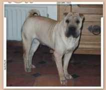 ladynastiehan.com Shunli