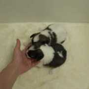 pet-port.com Shussan
