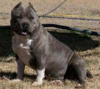 texasmassivepits.net Shynes