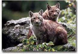 wildlifeofpakistan.com Siahan