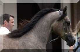 mib-arabians.com Sialah
