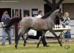 mib-arabians.com Sialah