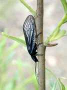 nature.zabspu.ru Sialis