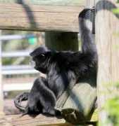 Siamang