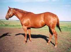 northernhorse.com Siarah
