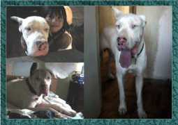 gentlegiantsrescue.com Siati