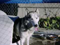 chdiic.com Siberianhusky
