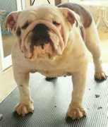 bulldogpedigree.com Siberio