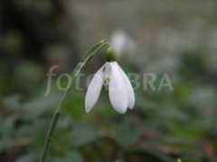 fotolibra.com Sibisan