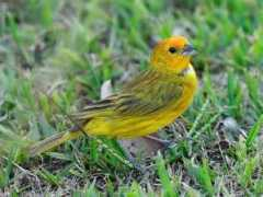 oiseaux.net Sicale